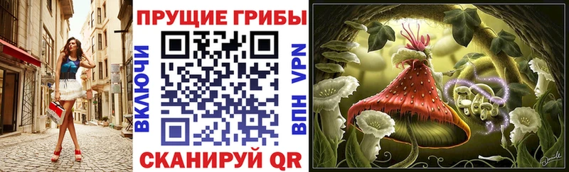 Купить  Каменногорск  Галлюциногенные грибы Psilocybe 